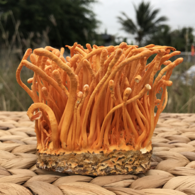 N-HERBS là gì? Công thức đông trùng hạ thảo 4 thành phần cho sức khỏe toàn diện 1 Hình - ảnh - Đông trùng hạ thảo -1