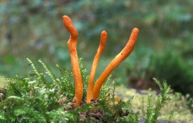 Hình ảnh Đông trùng hạ thảo tự nhiên và nuôi cấy