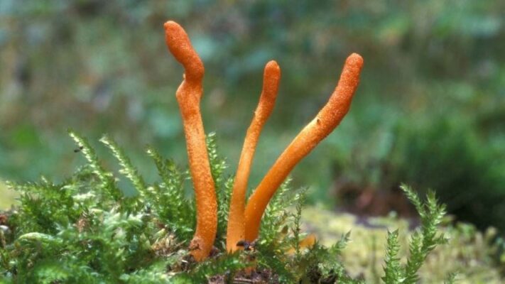 Hình ảnh Đông trùng hạ thảo tự nhiên và nuôi cấy 1