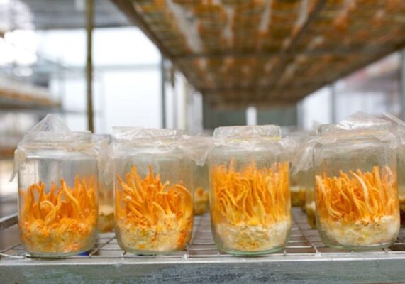 Hình ảnh Đông trùng hạ thảo tự nhiên và nuôi cấy 2