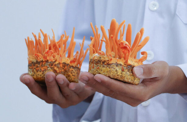 Hình ảnh Đông trùng hạ thảo tự nhiên và nuôi cấy 3