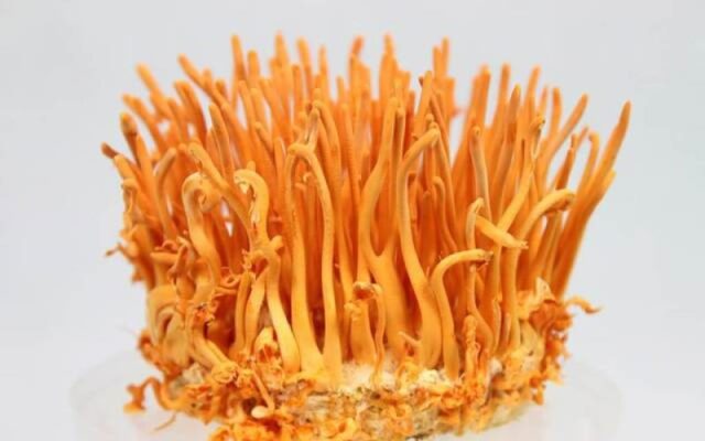 Hình ảnh Đông trùng hạ thảo tự nhiên và nuôi cấy 4